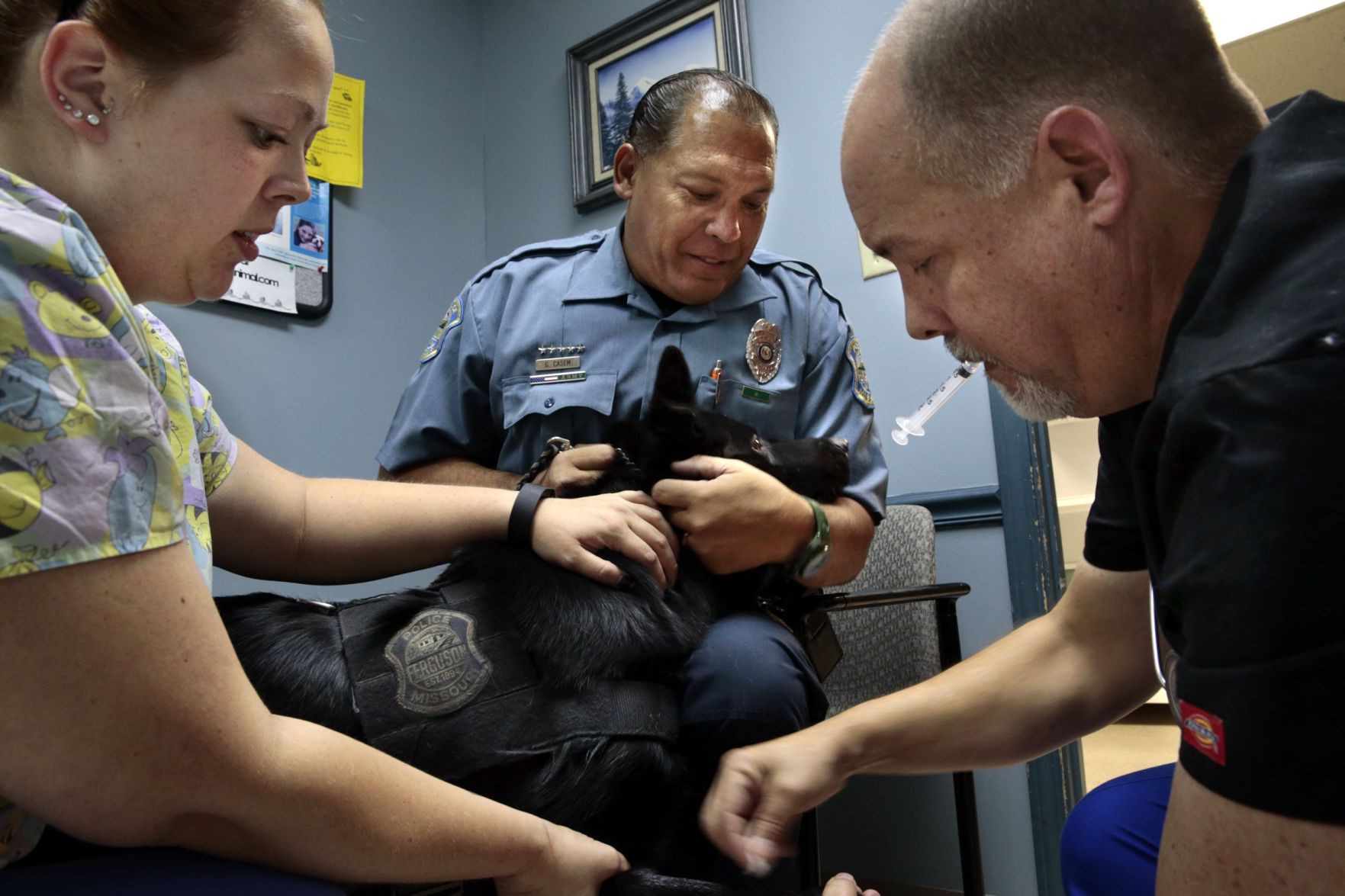 New teeth for Ferguson K9